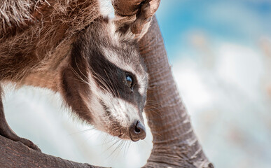 Close up of a raccoon on the grass, Portrait of a cute raccoon in its habitat, A young wild Procyon on the grass