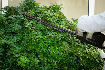 Gardener pruning hedge bush with electric mower in the garden. Spring, gardening, landscape design...