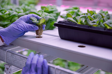 Unrecognizable biologist in lab with green lettuce