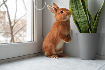 Cute brown red bunny rabbit sitting on window sill indoors,looking at camera. Adorable pet standing on two paws smelling green plant at home.Animal in cozy interior - Powered by Adobe