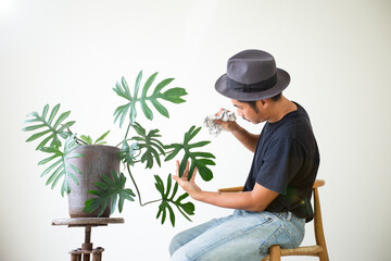 Person sitting on a chair cleans dust from leaves with rag.house plant.Philodendron Mayoi pot.