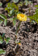 Coltsfoot (Tussilago farfara) in meadow, Central Russia
