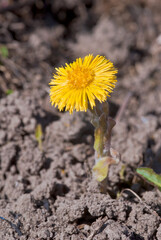 Coltsfoot (Tussilago farfara) in meadow, Central Russia