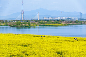 나주시 영산강변 유채꽃밭