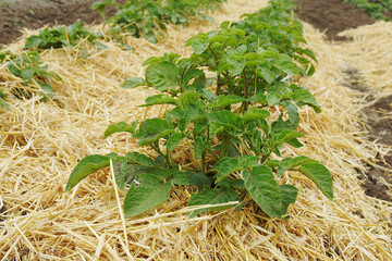 Straw mulch and rows of potatoes