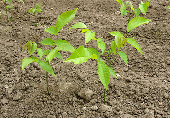 Rows of annual walnut seedlings