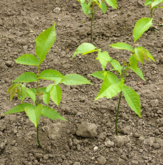 Rows of annual walnut seedlings