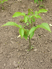 Rows of annual walnut seedlings