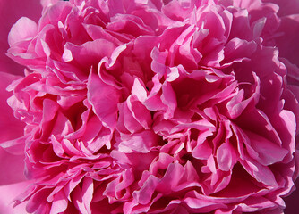 Paeonia lactiflora flower