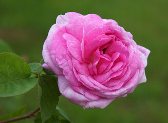 Damask rose flower