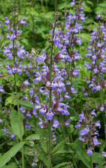 Flowers of common sage