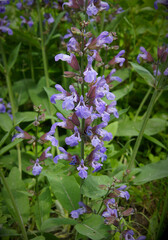 Flowers of common sage
