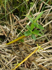 Planting Willow Cuttings