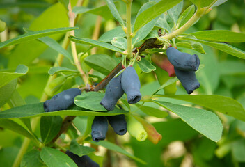 Ripe organic honeysuckle