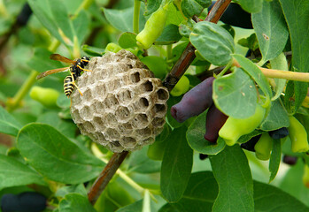 Paper wasps on a honeysuckle bush