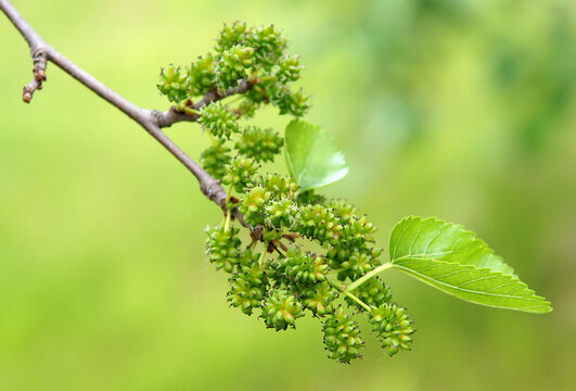 Young unripe mulberry fruits