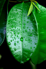 green leaves in the rain