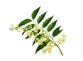 green leaves isolated on white