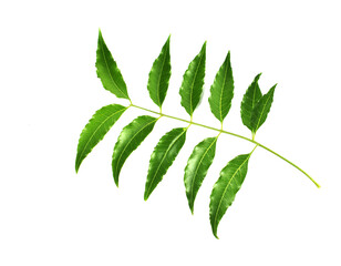 green leaf isolated on white