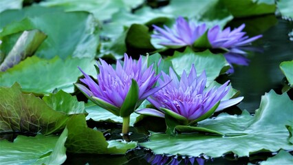 beautiful purple lotus with green leaf background