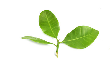 green leaf isolated on white background