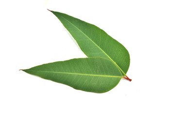 leaf isolated on white