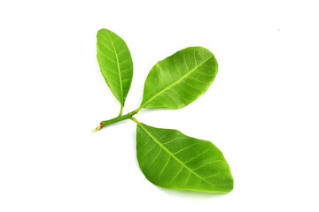 leaves isolated on white