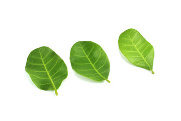 green leaf isolated on white