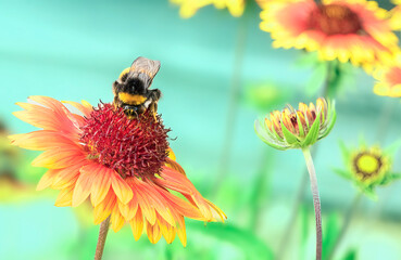 The bee collects nectar from the flowers of Rudbekija.