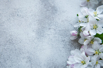 Blossom flowers on gray concrete backdrop.