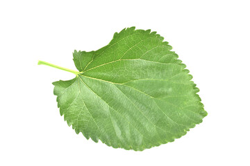 Mulberry