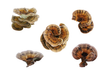 mushrooms isolated on white background