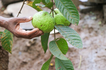 Harvest Ripe Tropical Fruit Guava on Guava Tree also known as Psidium Guajava