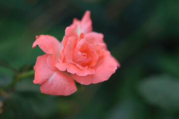 Bright orange bud of hybrid tea rose Folklore. Double salmon-pink flowers with a peach-yellow underside of the petals. Plant theme and selective focus