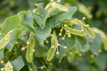 linden tree blossom flowers in june, used to make medicinal tea, natural background,summer