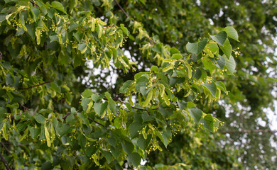 linden blooming in june, flowers used to make medicinal tea, natural background, summer