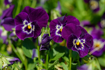 Close up Viola flowers blooming in the garden with a blurred background in spring