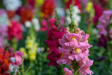 Antirrhinum majus dragon flower also known as Snap Dragons and Tagetes patula is blooming in the garden