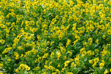 Viola flowers blooming in the garden