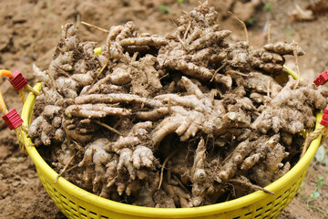 Newly harvested ginger roots are collected in a basket which is used as ingredients in food and in...