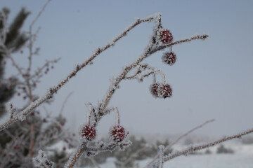 Obraz premium red berries on branch covered with snow