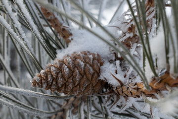 snow pine cone in winter forest