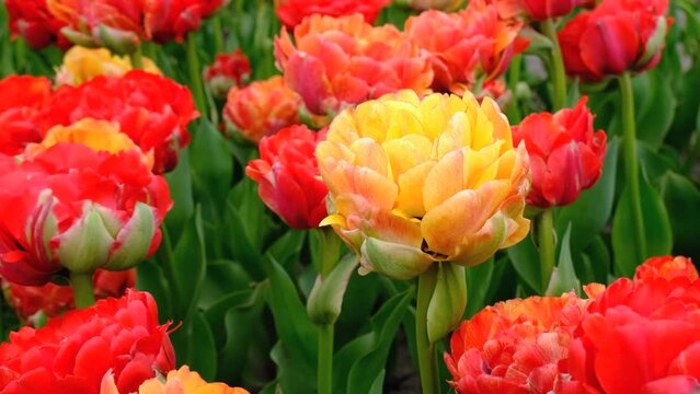 Close up view on large Field or meadow of red tulips. Field of peony tulips. Tulips flowers sway in the wind. High quality 4k resolution video.