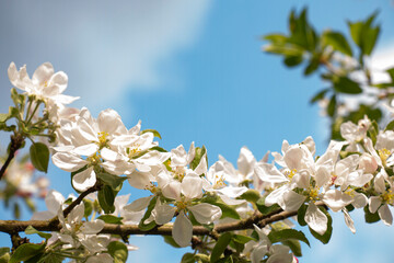 Cherry blossom early spring garden background, copy space for text