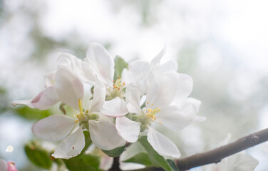 Cherry blossom early spring garden background, copy space for text
