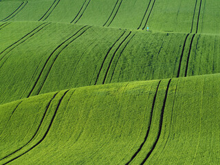 Waving fields with young green grain in spring, agricultural landscape in Moravian Tuscany, Czech Republic.