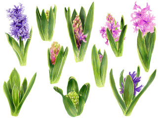 Fototapeta na wymiar Set of a budding pink and violet hyacinth and blossom. Watercolor Botanical illustration Stages of hyacinth growth. Hand drawn Spring flowers isolated on a white background. Clipart