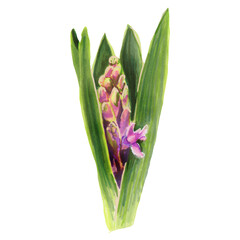Botanical illustration of a pink blooming hyacinth. Watercolor flower.