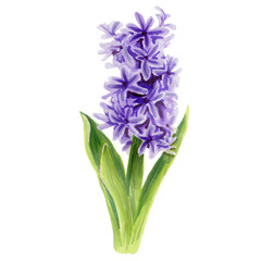 Botanical illustration Violet flowering hyacinth. Watercolor flower.