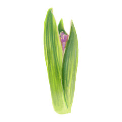 Botanical illustration of blooming hyacinth. Watercolor flower.